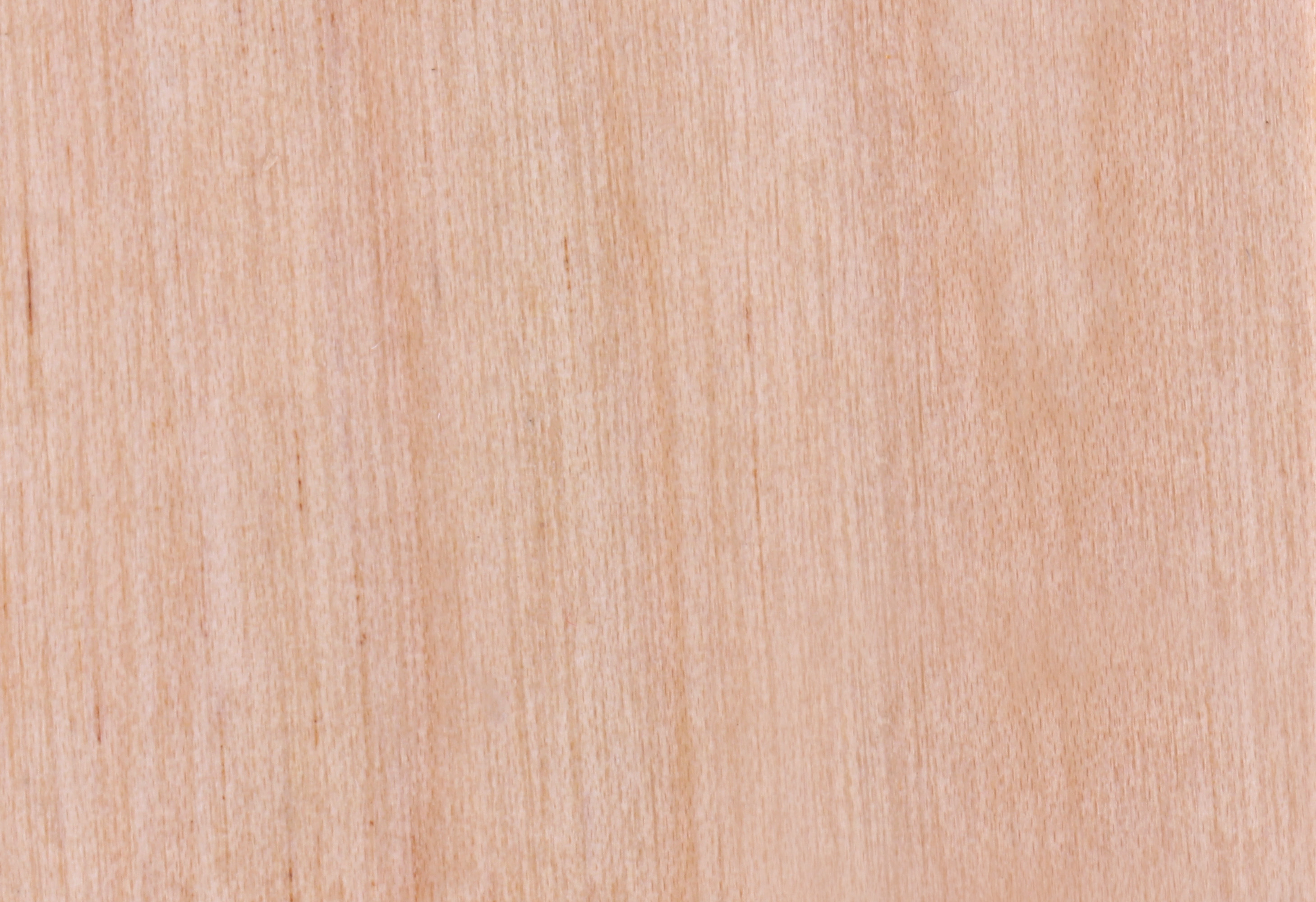 Birch T-05
