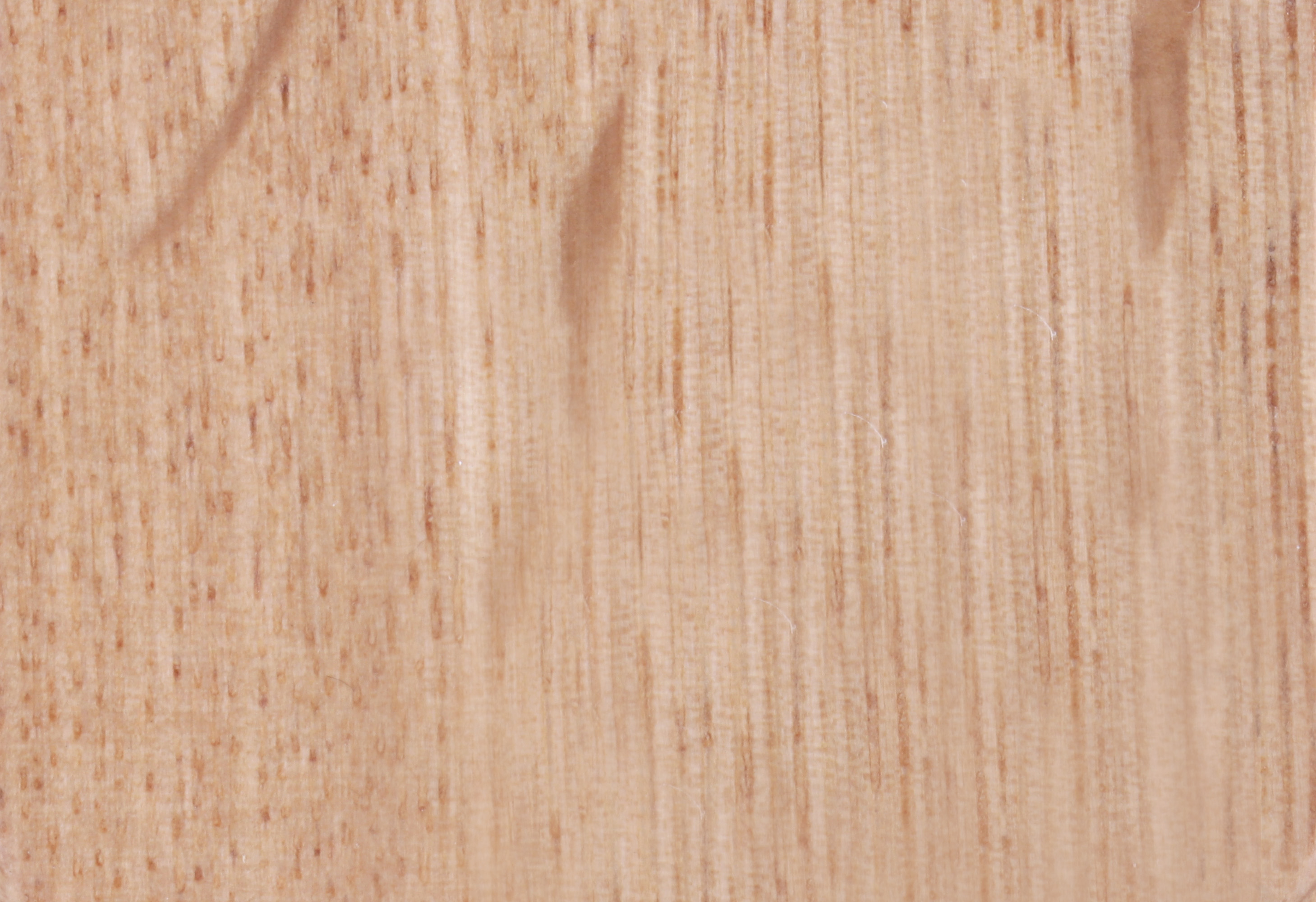 Chinese Oak T-03