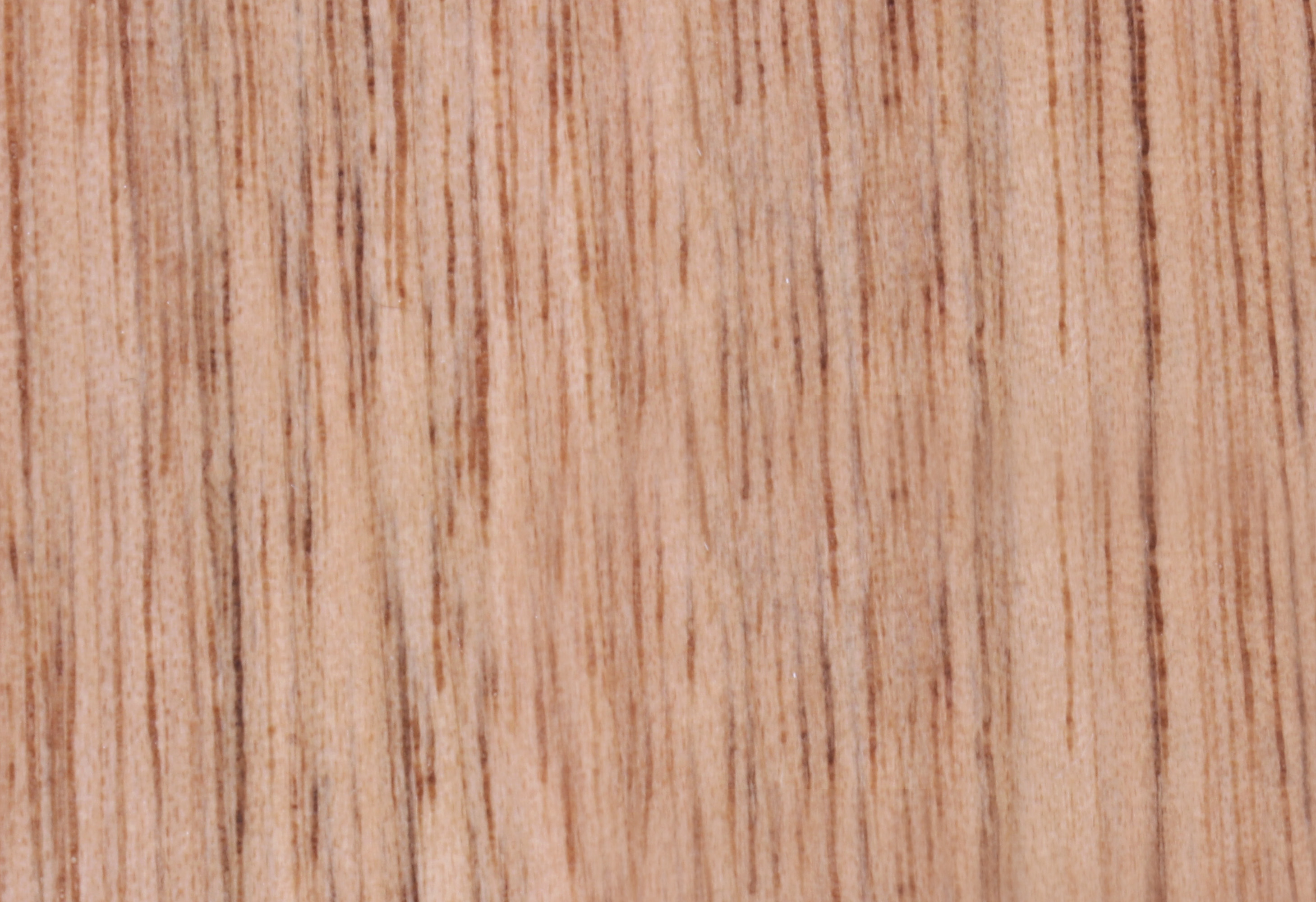 Chinese Walnut T-08
