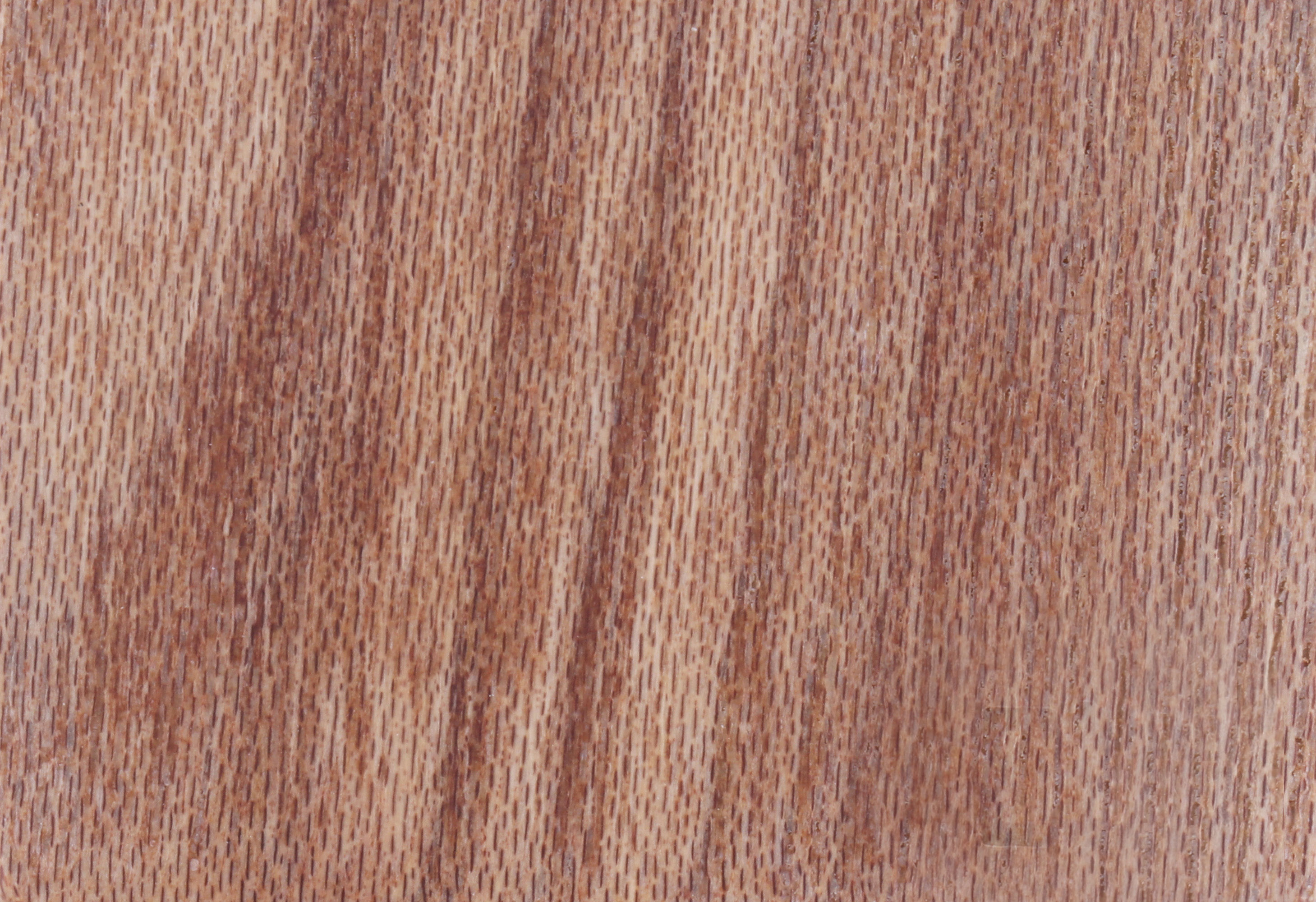 Elm T-04