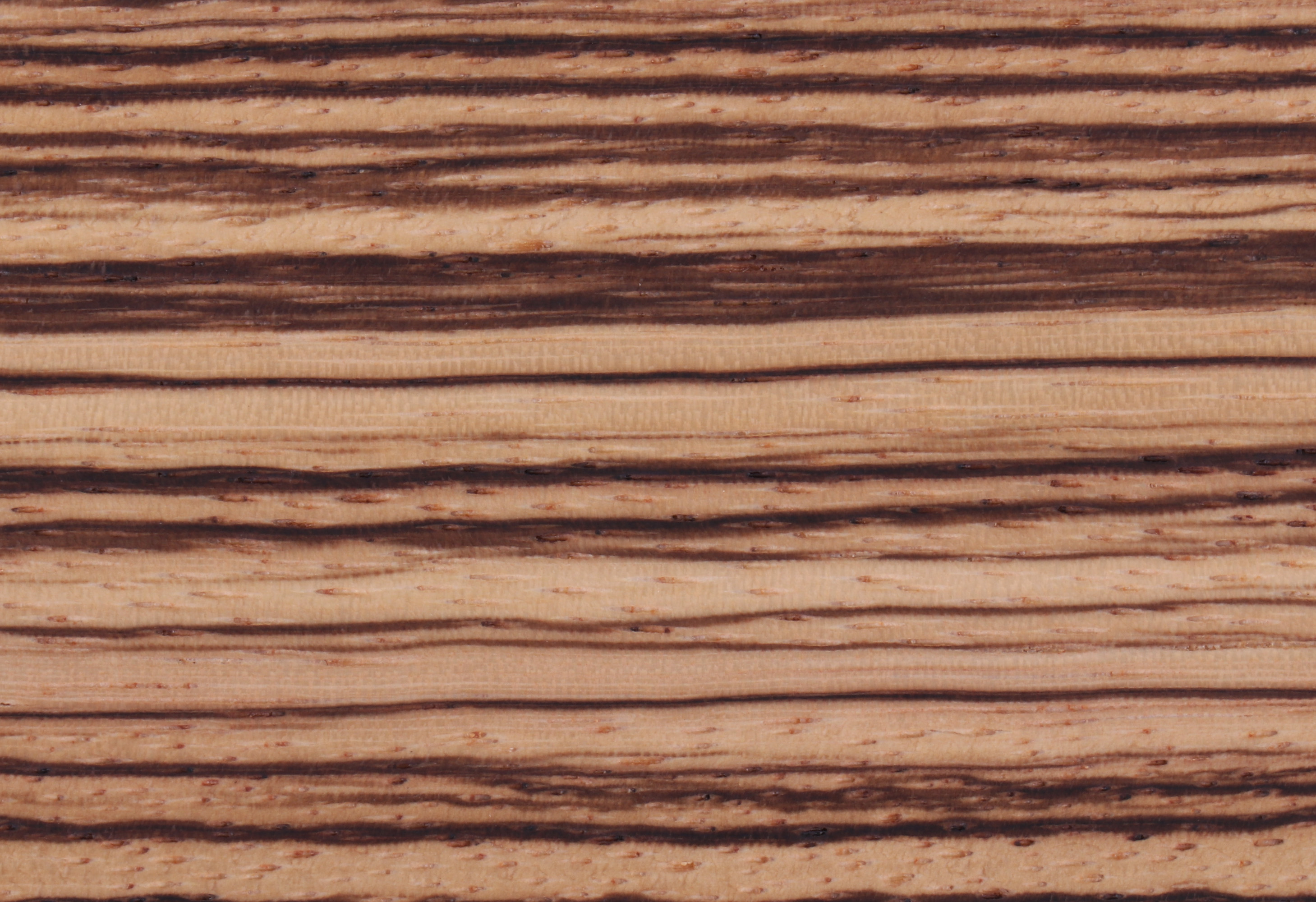 Zebra Natural VN-09